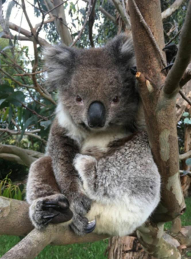 Great Ocean Road Wellness And Nature Stay Apollo Bay Extérieur photo