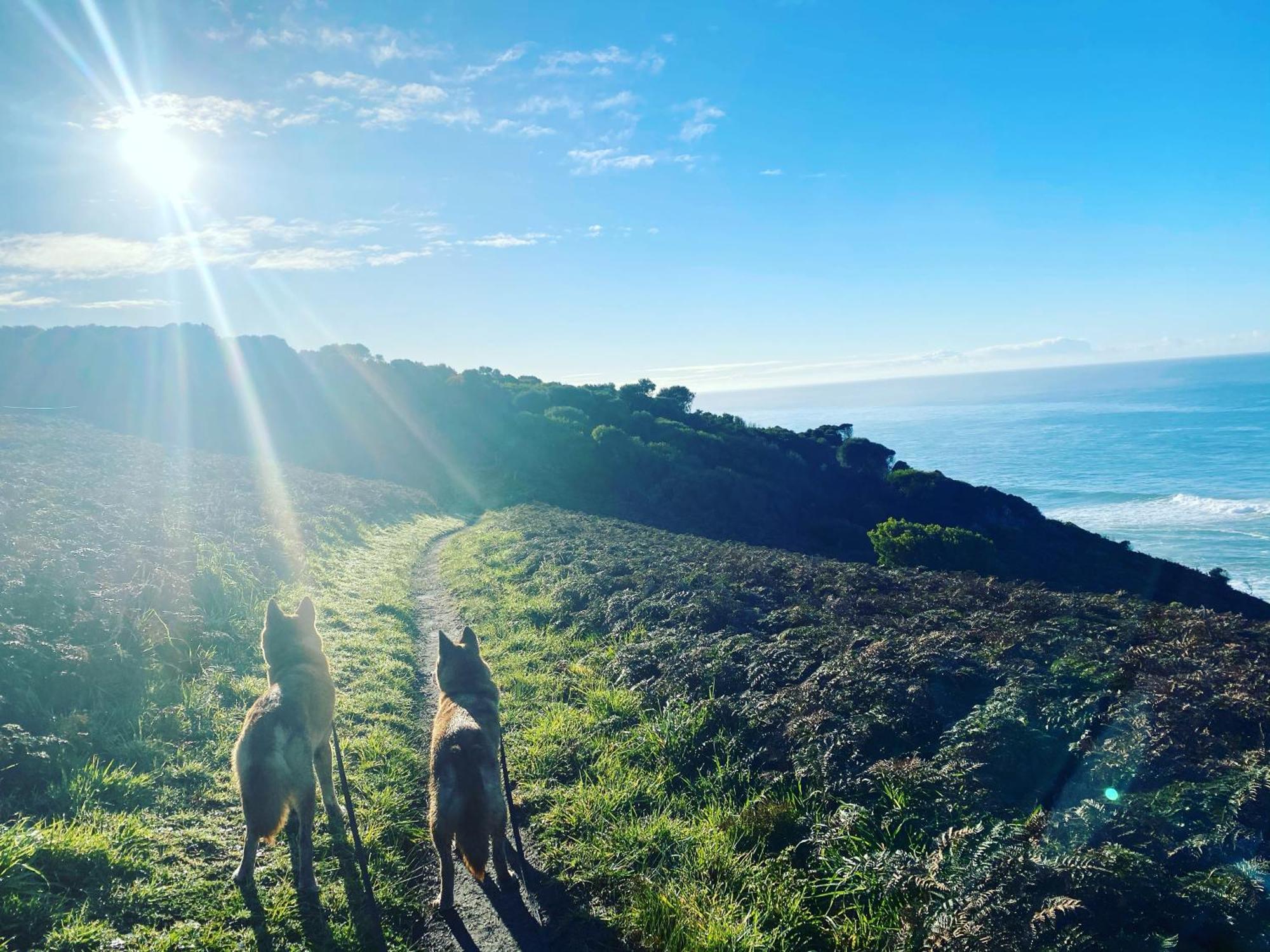 Great Ocean Road Wellness And Nature Stay Apollo Bay Extérieur photo