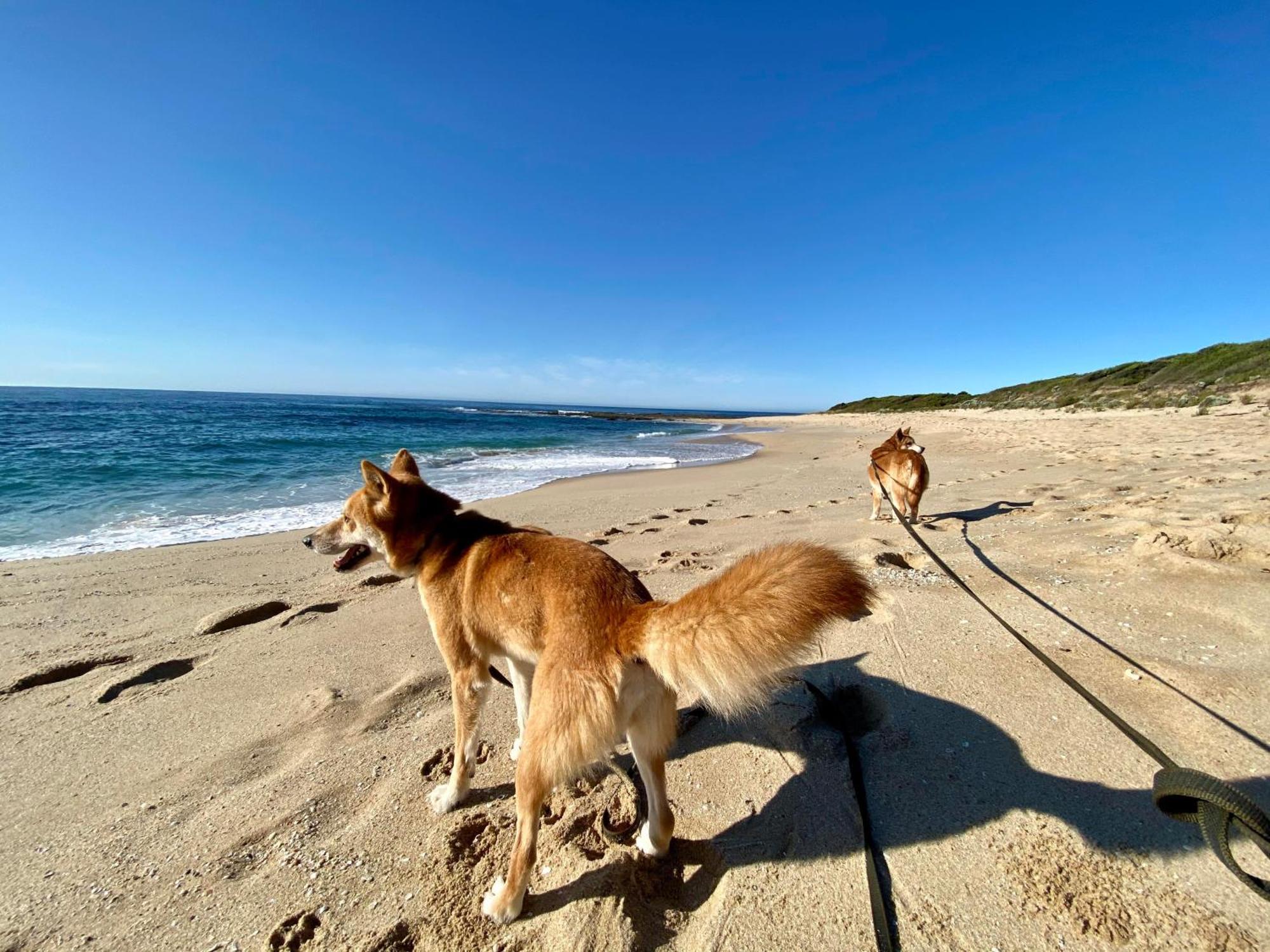 Great Ocean Road Wellness And Nature Stay Apollo Bay Extérieur photo