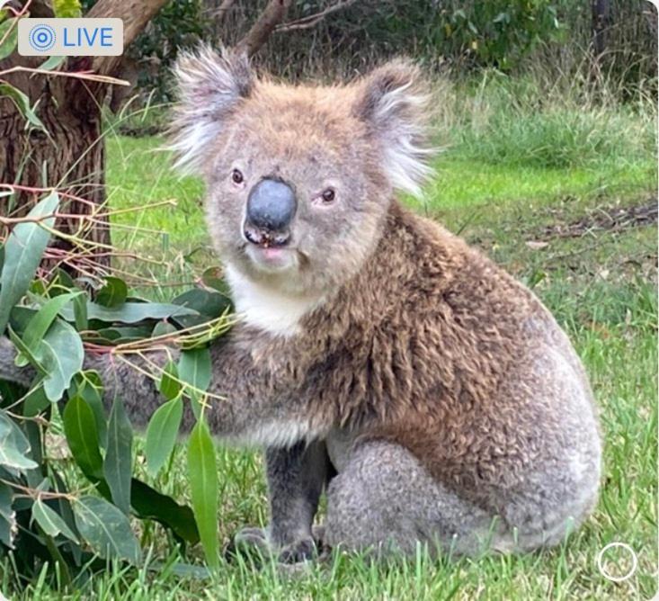 Great Ocean Road Wellness And Nature Stay Apollo Bay Extérieur photo