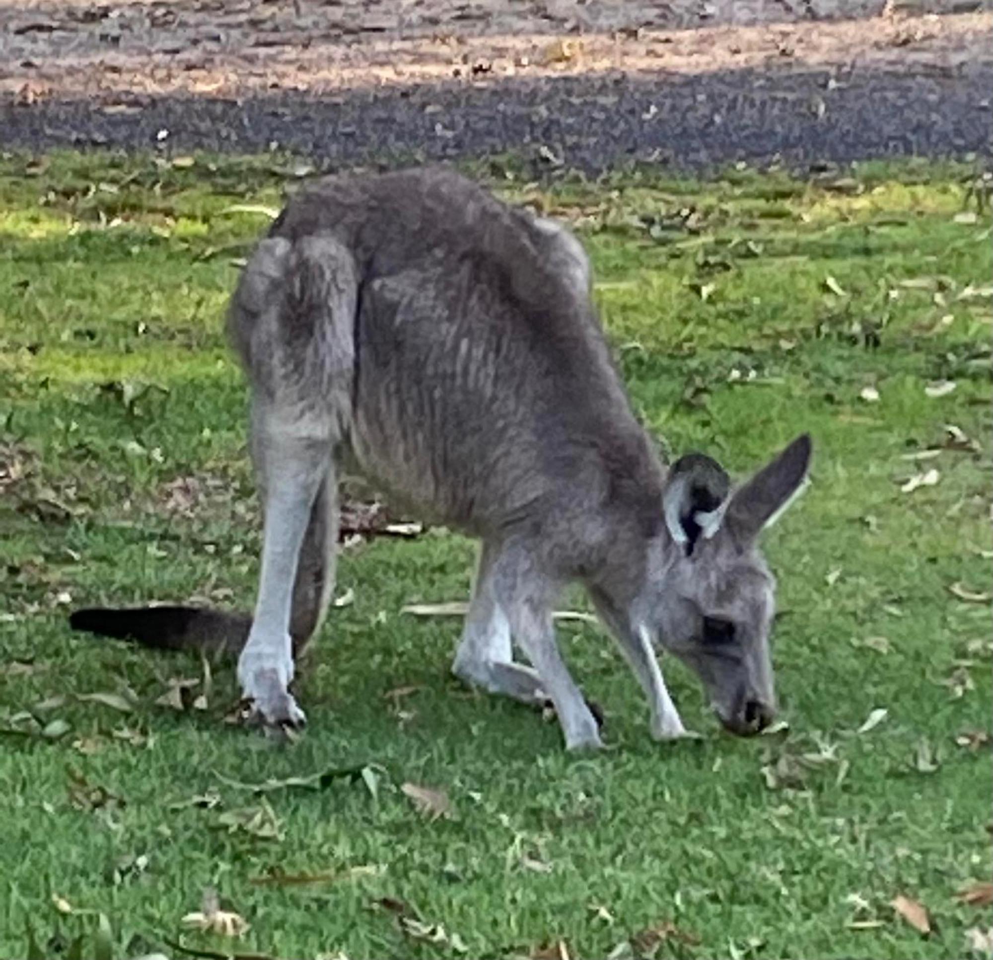 Great Ocean Road Wellness And Nature Stay Apollo Bay Extérieur photo