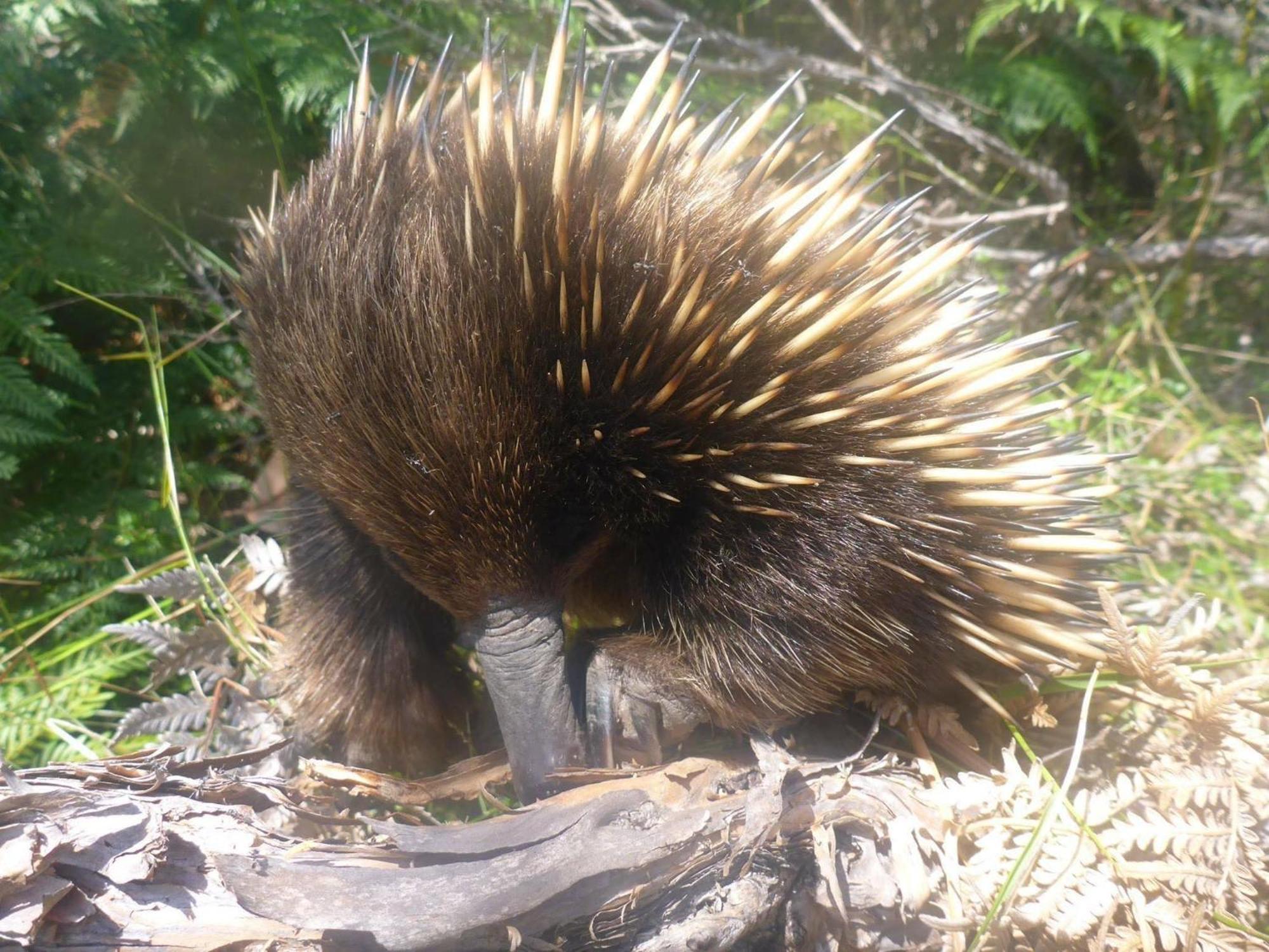 Great Ocean Road Wellness And Nature Stay Apollo Bay Extérieur photo